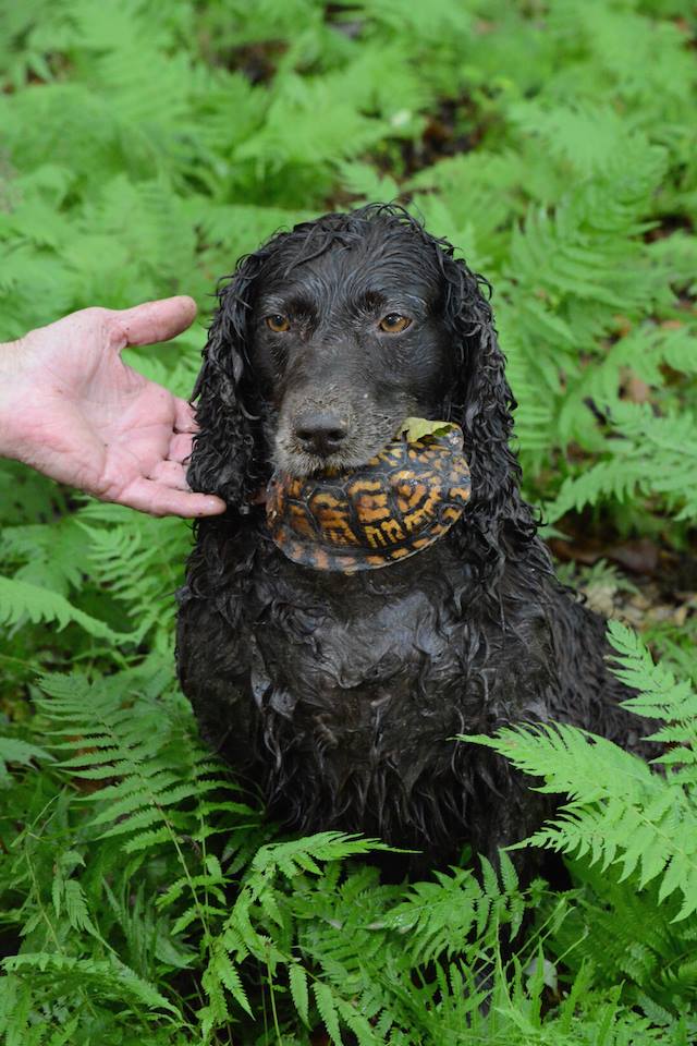 turtle dog