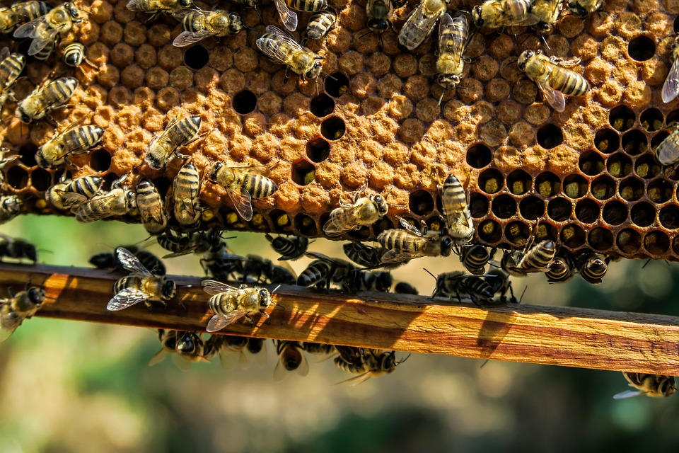 beeapiary-1867537_960_720.jpg