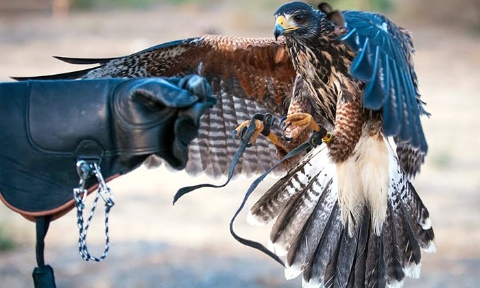 falconry.jpg