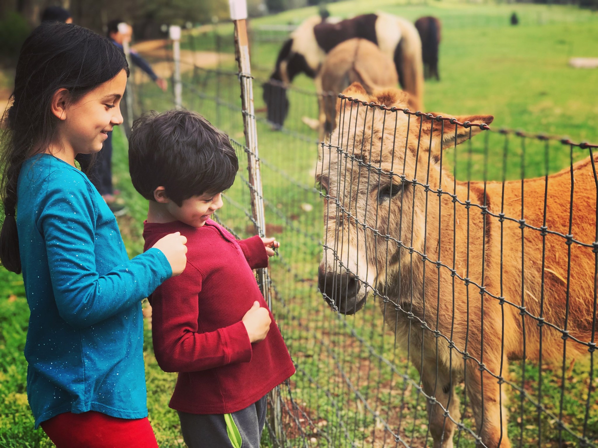 alt=Photo of 2 children smiling at a donkey at the Anne Springs Close Greenway