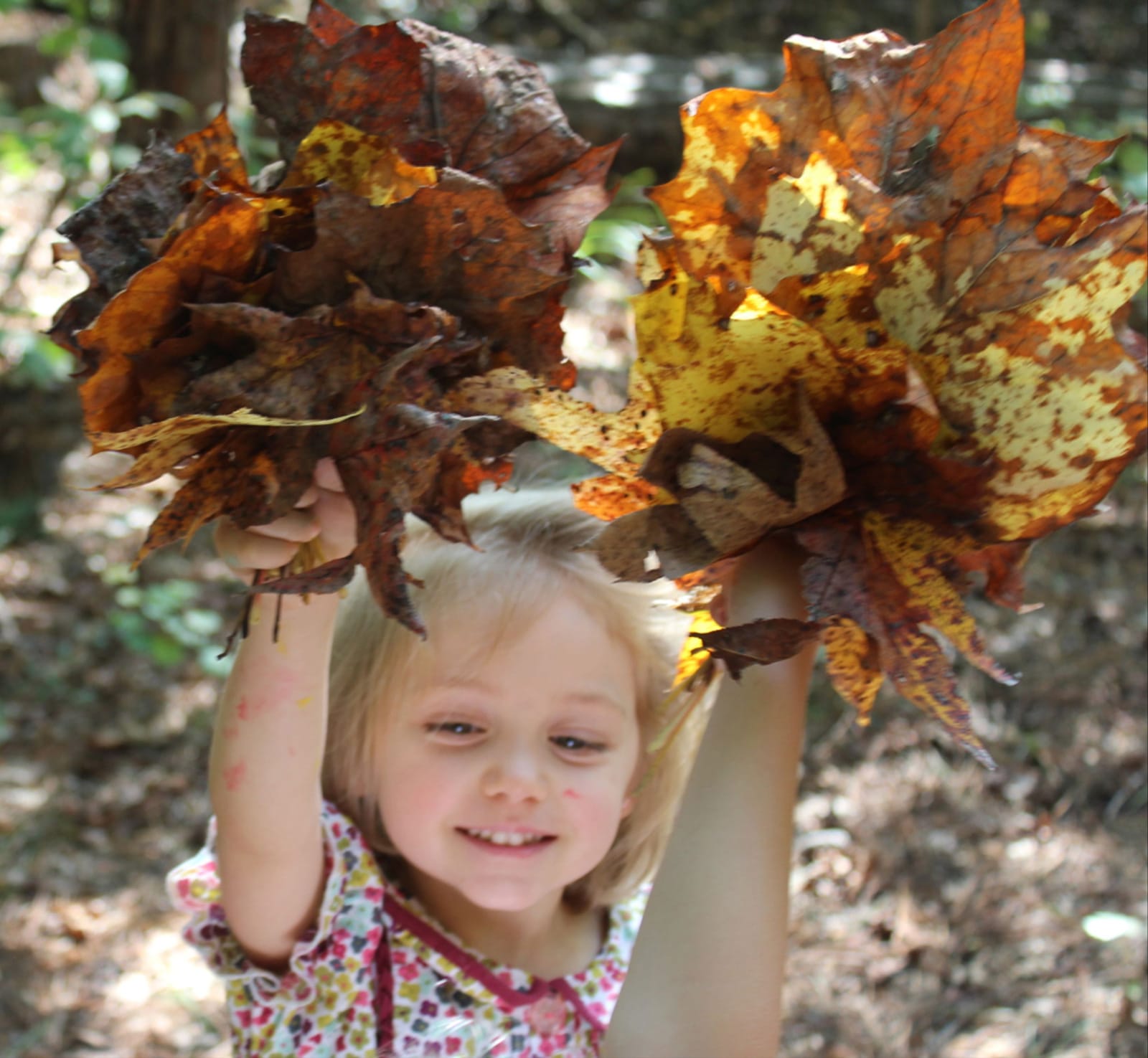 Preschool 1 alt=Young girl holding a bushel of leaves on the Anne Springs Close Greenway