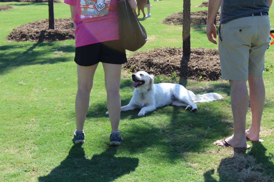 Photo of dog laying in the grass of the Mary Warner Mack Dog Park at the Anne Springs Close Greenway