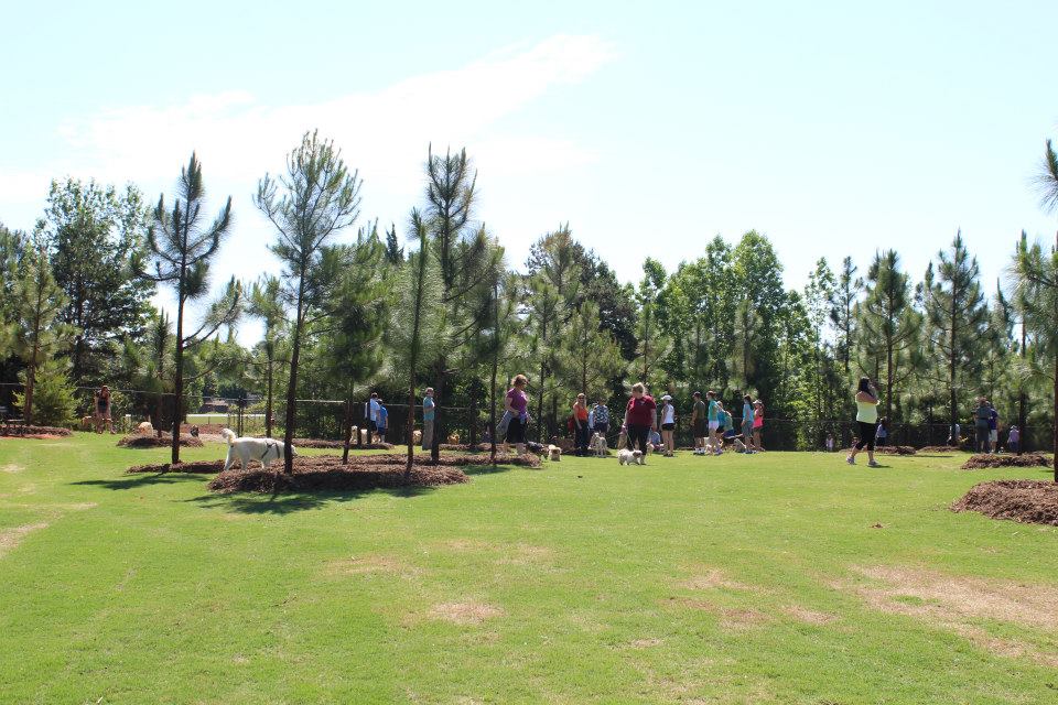 Photo of trees at the Mary Warner Mack Dog Park at the Anne Springs Close Greenway