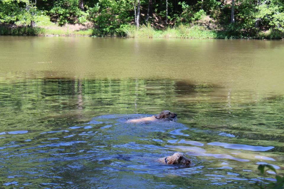 Photo of dogs swimming in the lake of the Mary Warner Mack Dog Park at the Anne Springs Close Greenway