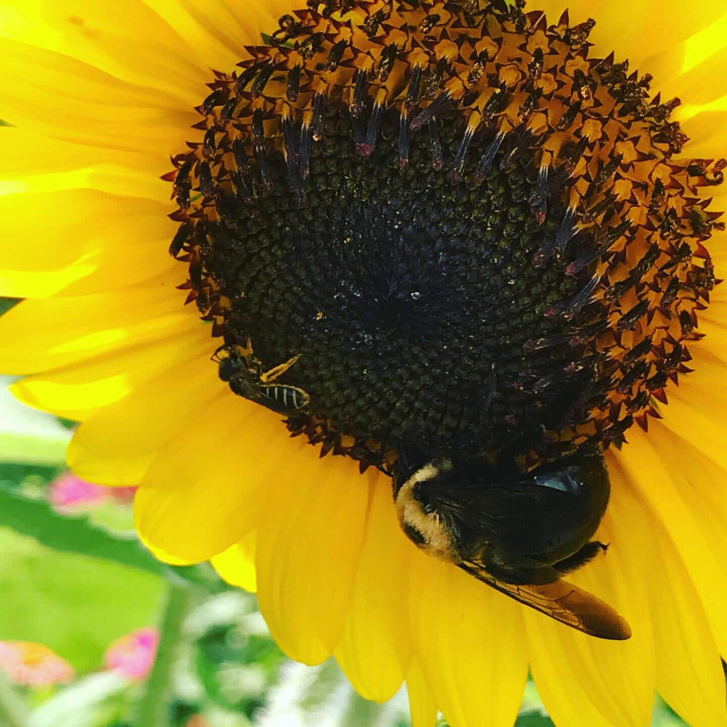 alt=Photo of bees on a sunflower