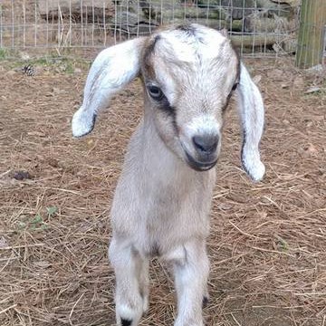 alt=Photo of a baby goat at the Anne Springs Close Greenway