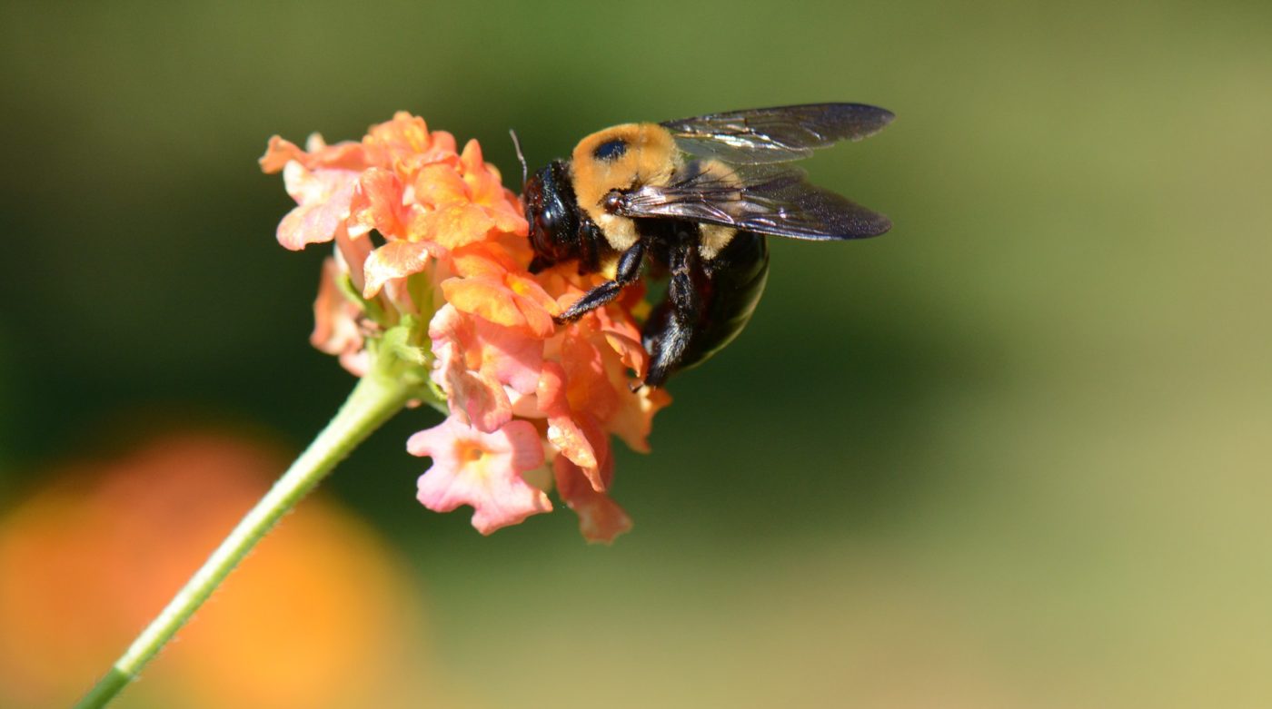 Photo of Bee Pollinating Flower