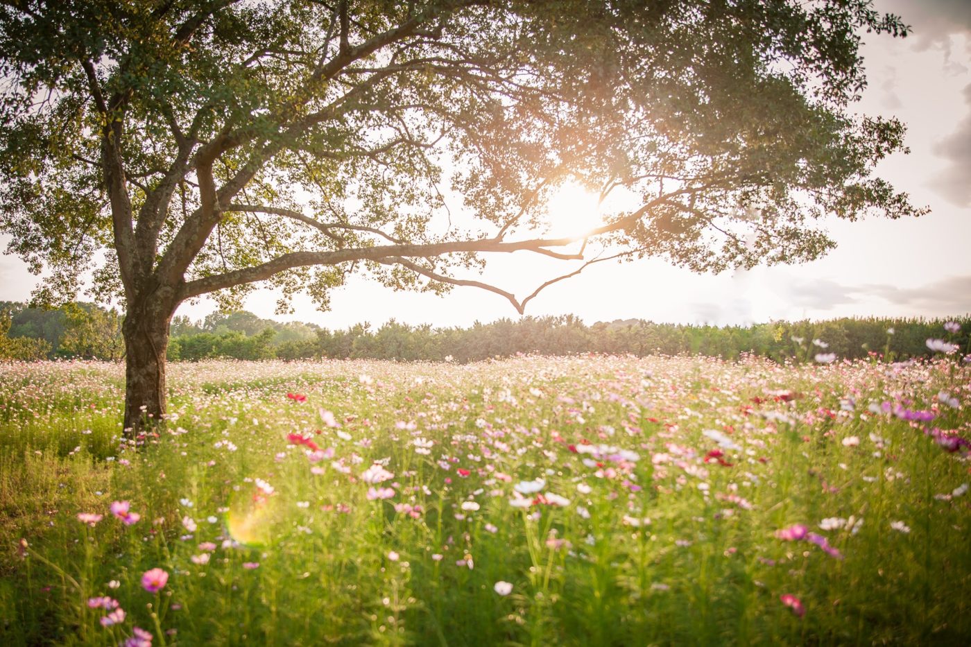 alt=Photo of the Jane Spratt McColl Wildflower Meadow at the at the Anne Springs Close Greenway