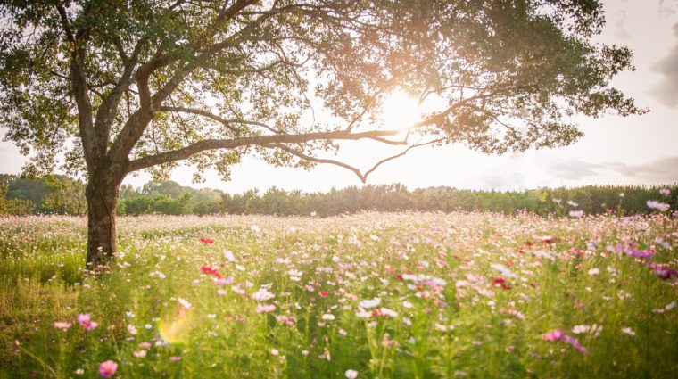 alt=Photo of the Jane Spratt McColl Wildflower Meadow at the at the Anne Springs Close Greenway