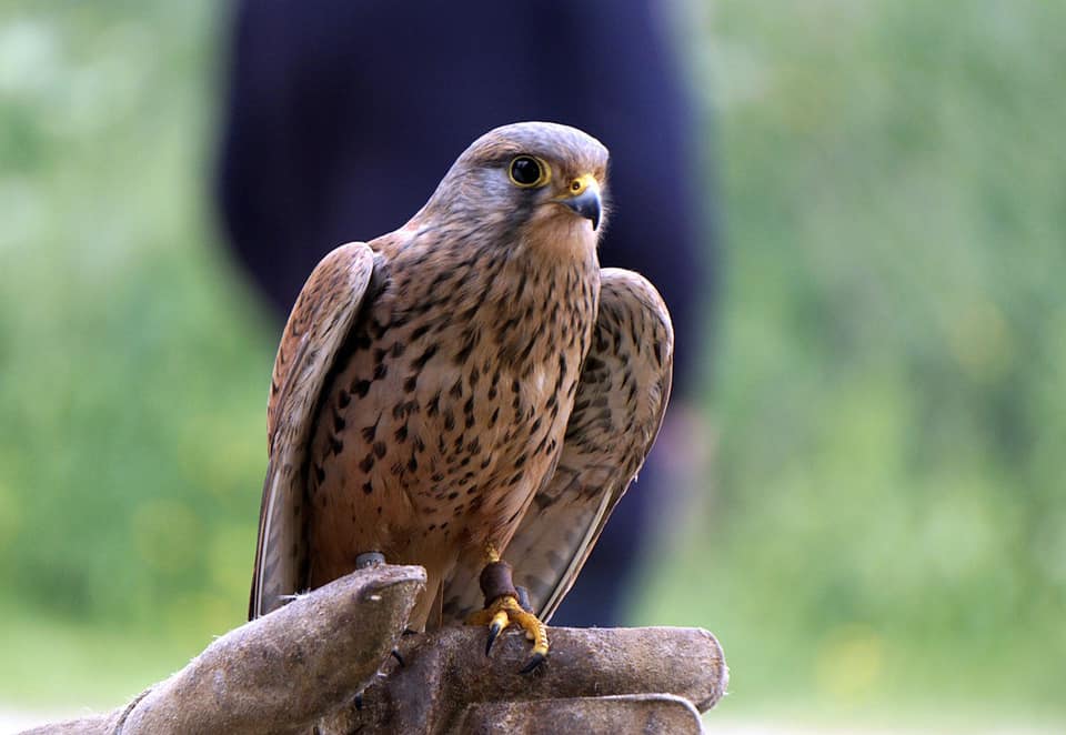 alt=Photo of a falcon found at the Anne Springs Close Greenway