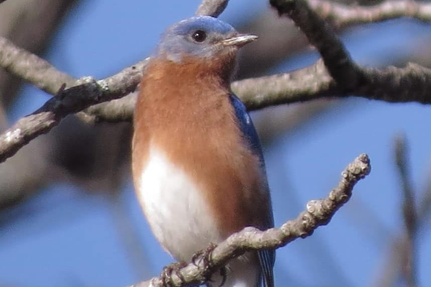 alt=Photo of eastern blue bird at the Anne Springs Close Greenway