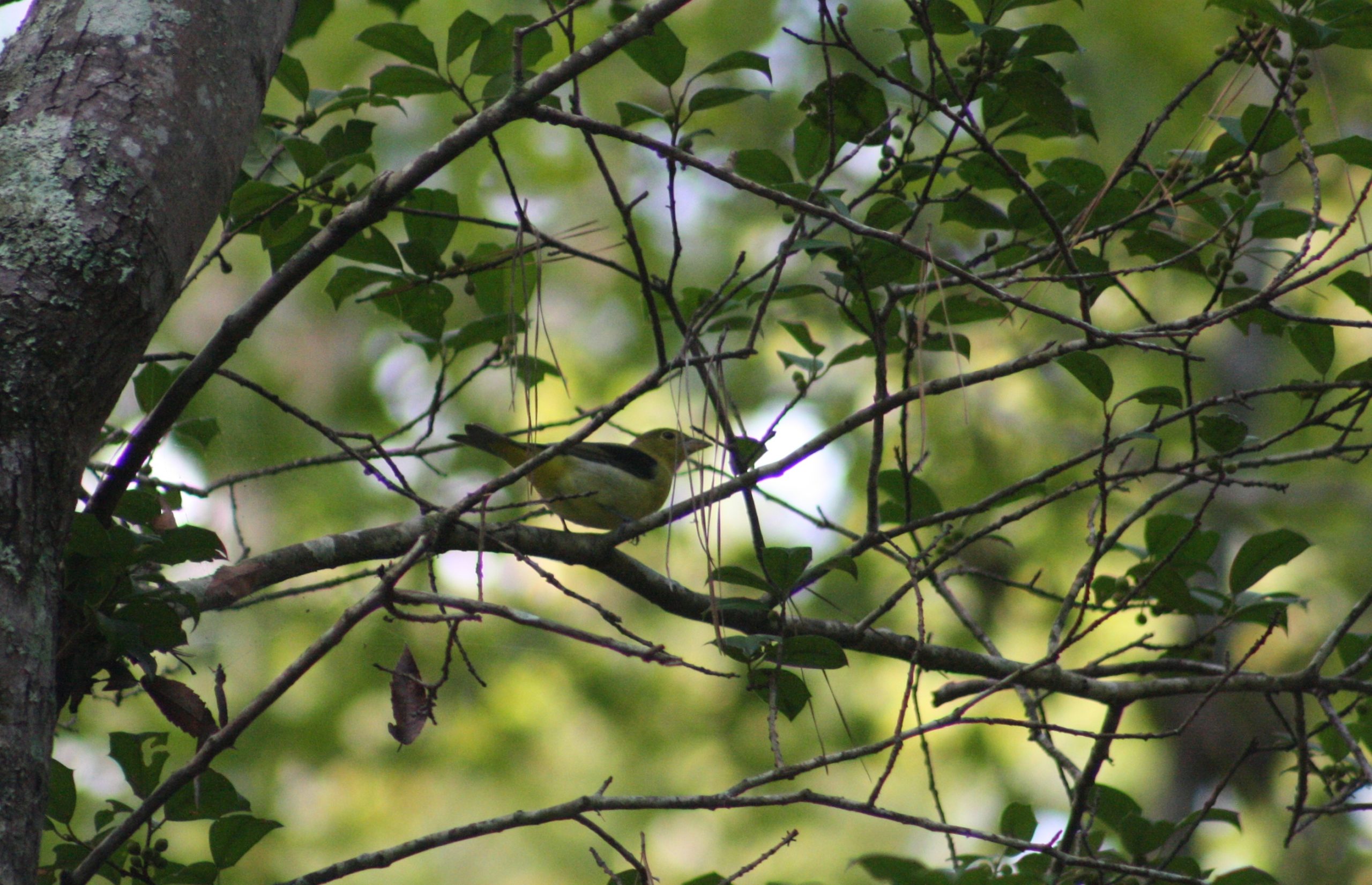 alt=Photo of leaves on branches at the Anne Springs Close Greenway