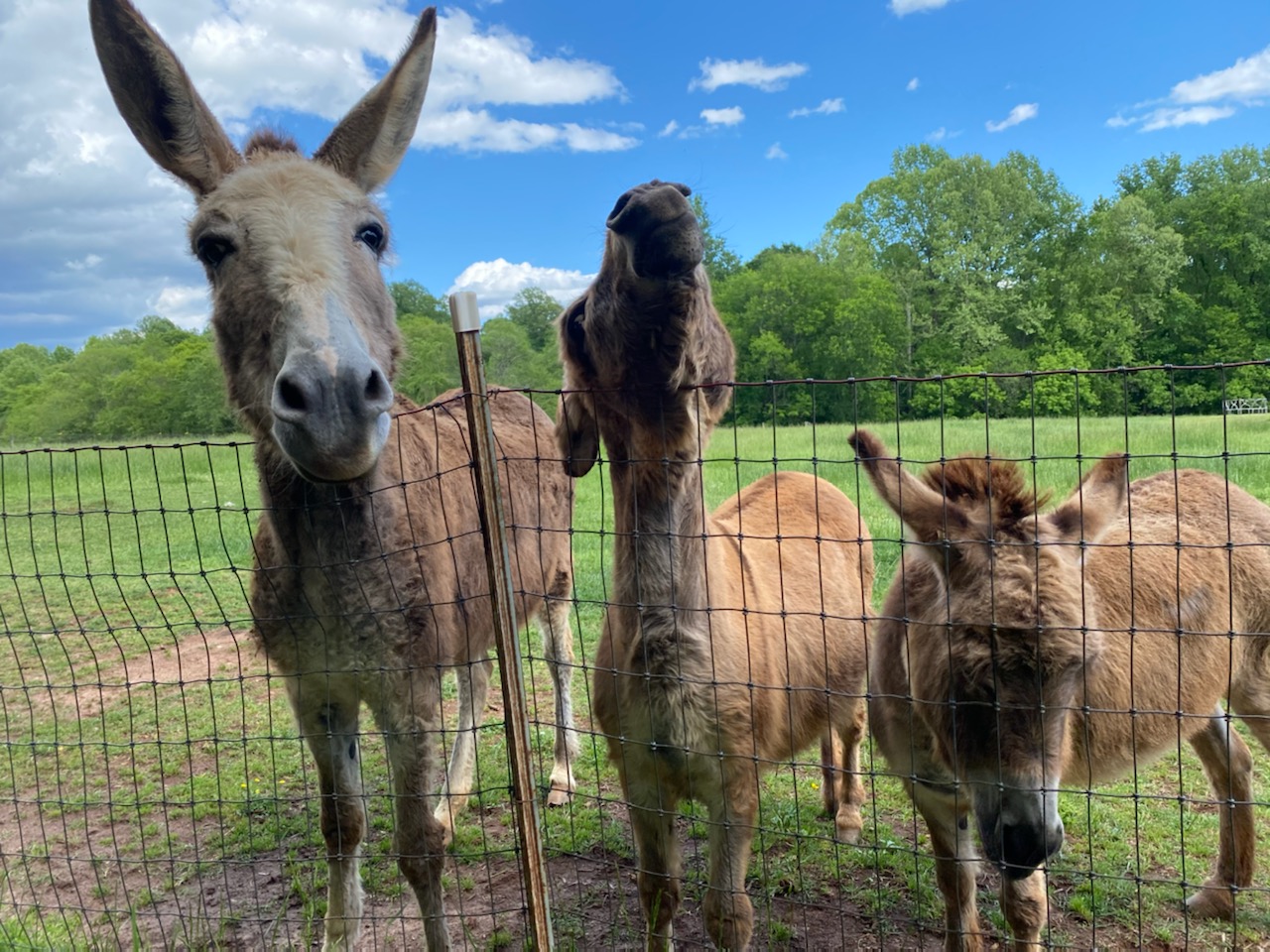 Photo of 3 donkeys looking at the camera at the Anne Springs Close Greenway
