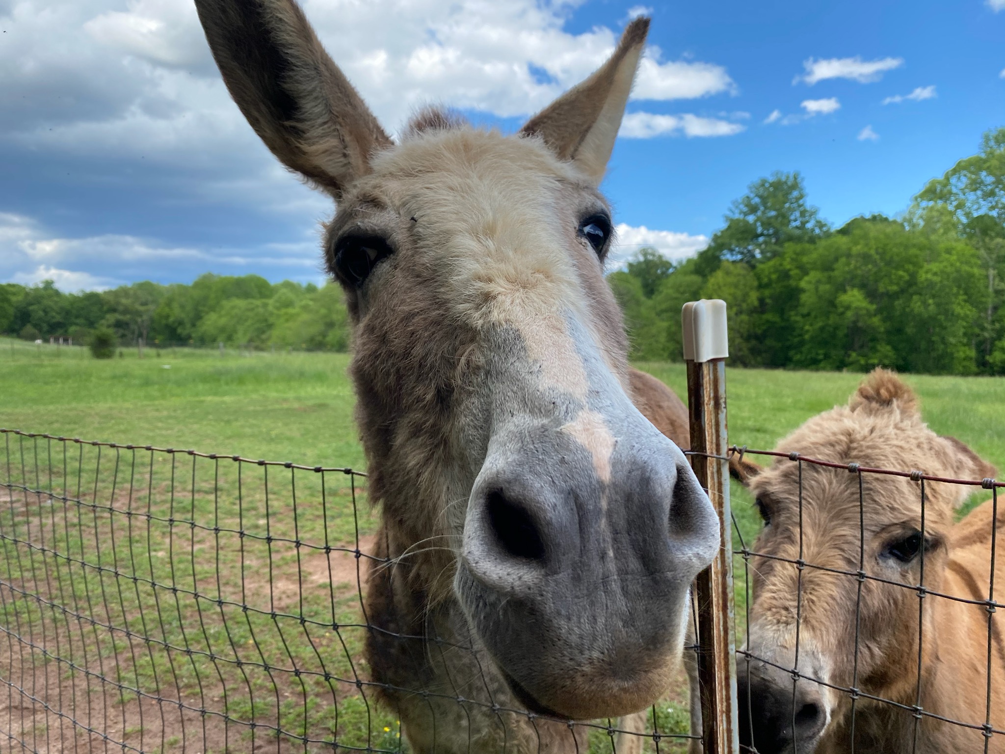 Photo of donkeys posing for the camera at the Anne Springs Close Greenway