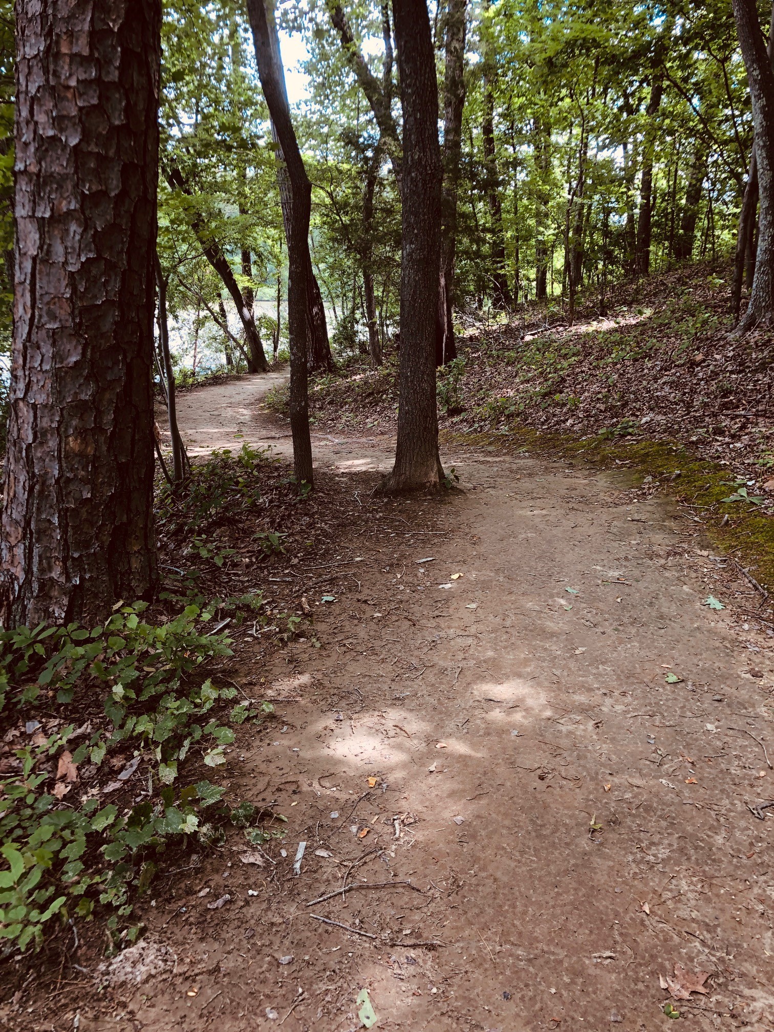 alt=Photo of trail at the Anne Springs Close Greenway
