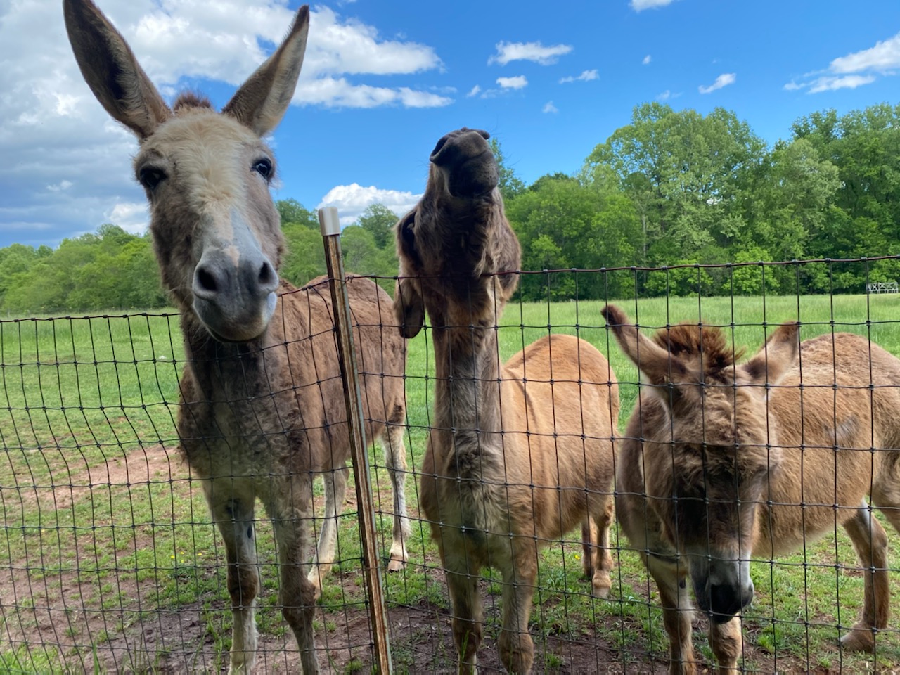 Donkeys Photo of donkeys at the Anne Springs Close Greenway