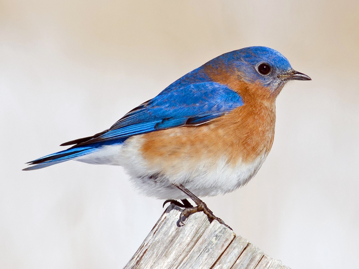 Photo of a bluebird