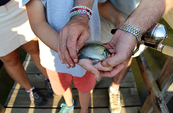 Photo of person holding a small fish at the Anne Springs Close Greenway