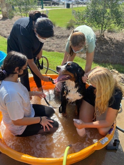 Photo of people bathing a dog in a small pool at the Mary Warner Mack Dog Park at the Anne Springs Close Greenway