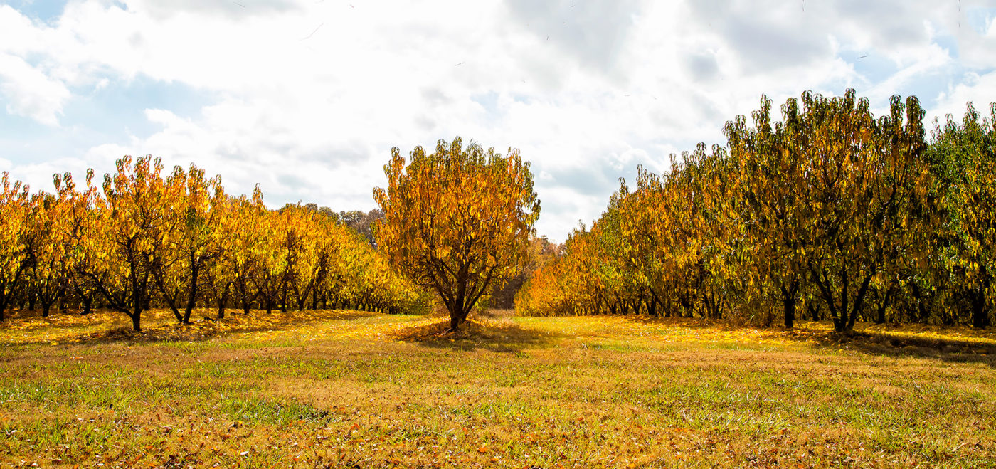 Photo of 3 rows of trees with yellow leaves at Anne Springs Close Greenway