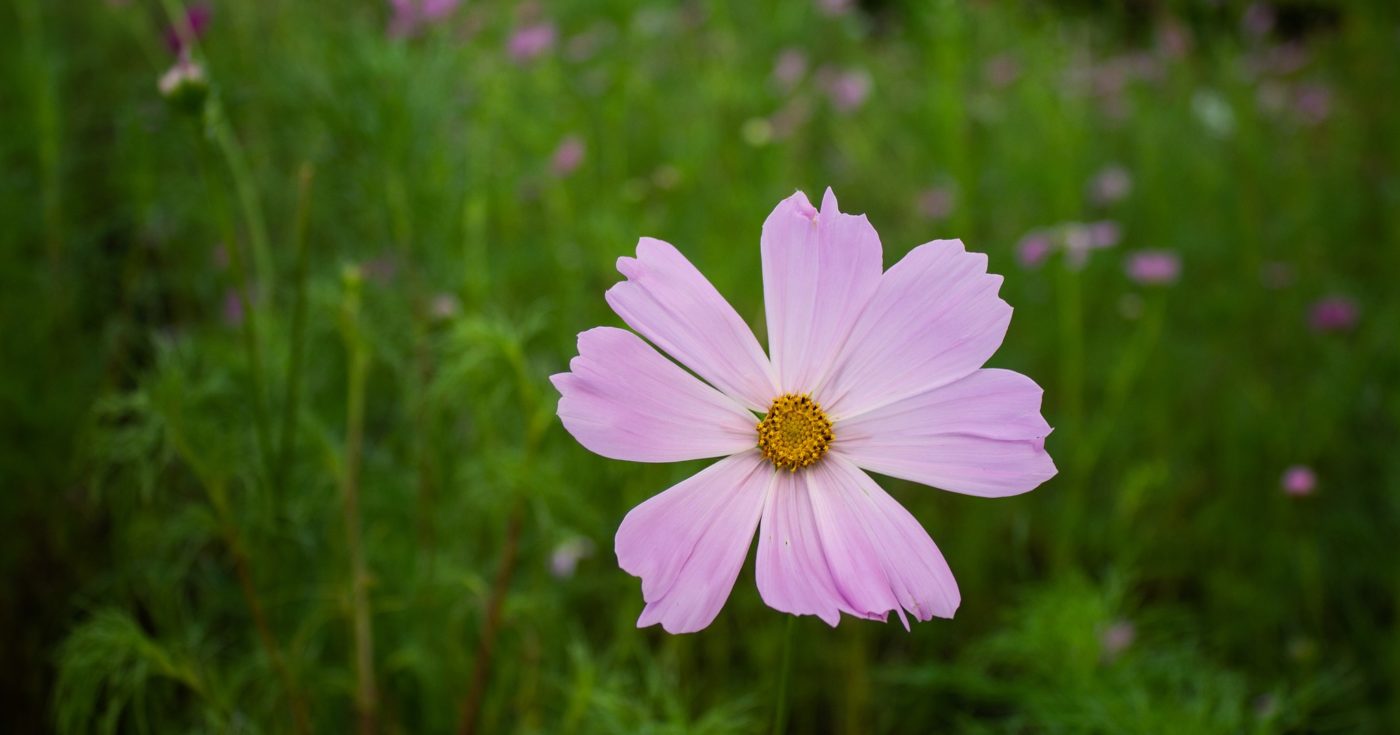Spring Flower at Anne Springs Close Greenway