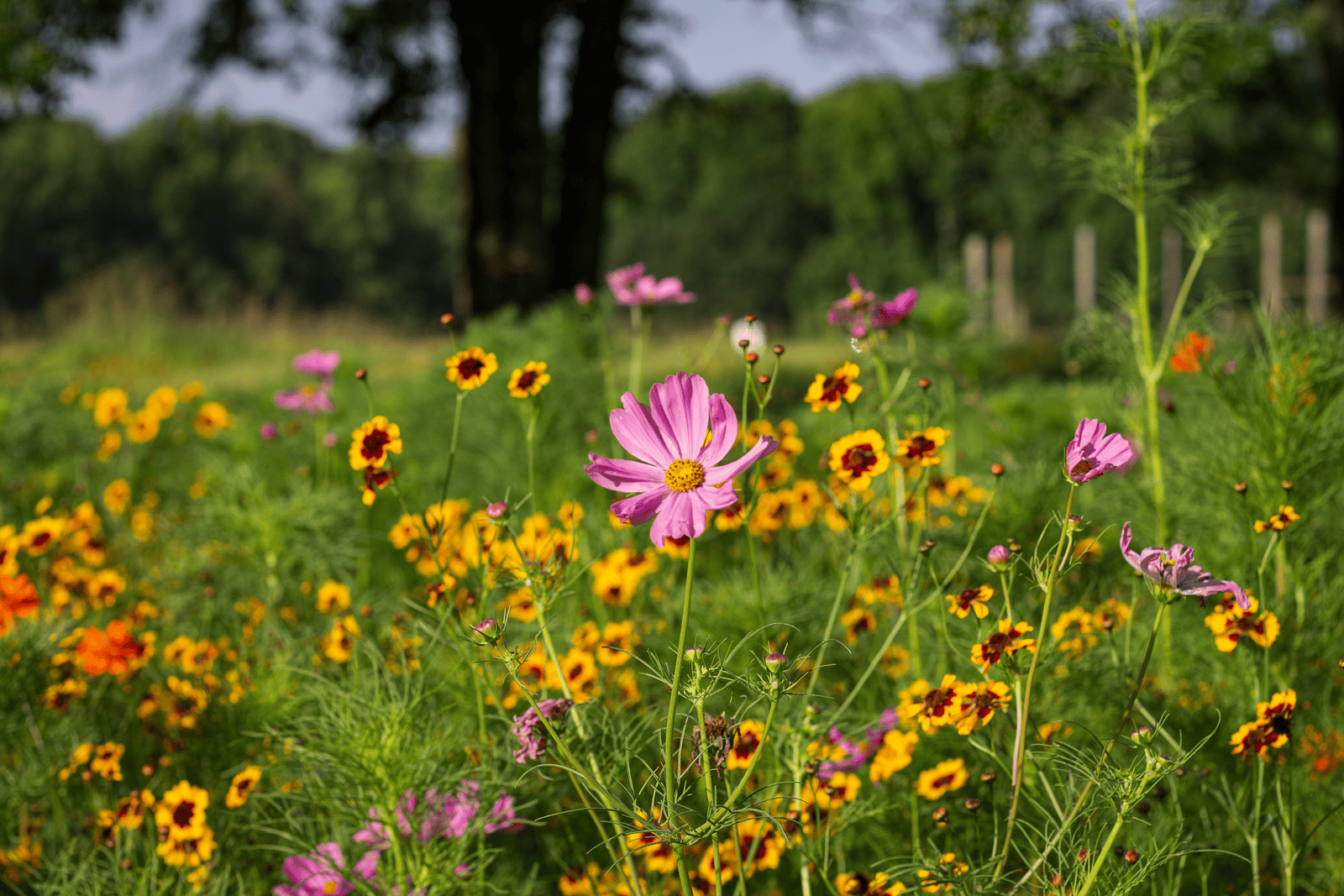 Wildflowers at Anne Springs Close Greenway