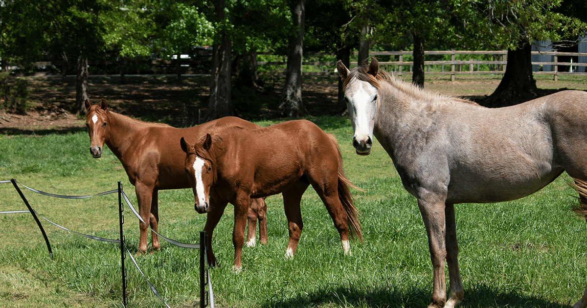 Greenway Horses