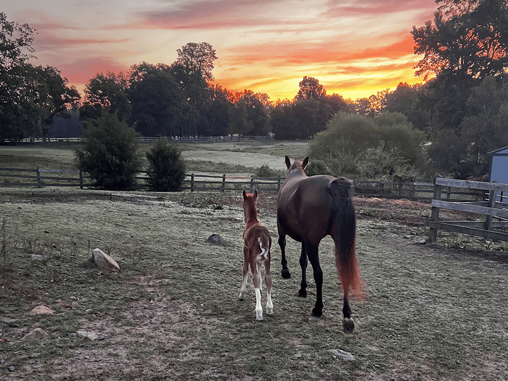 Photo of Fern, one of the horses at the Anne Springs Close Greenway, and her new son, Forrest, posing in front of the sunset.