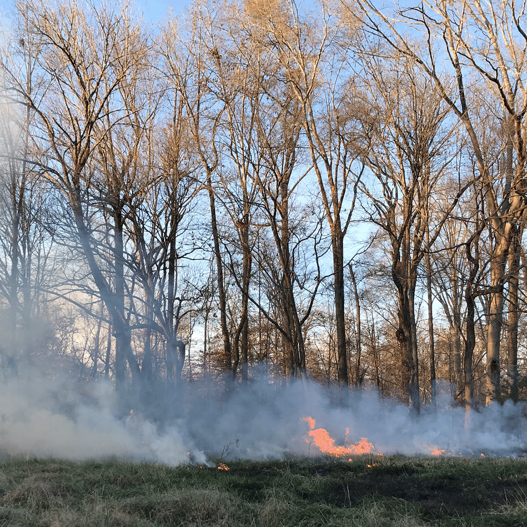 Prescribed Burn at Anne Springs Close Greenway in Fort Mill, SC