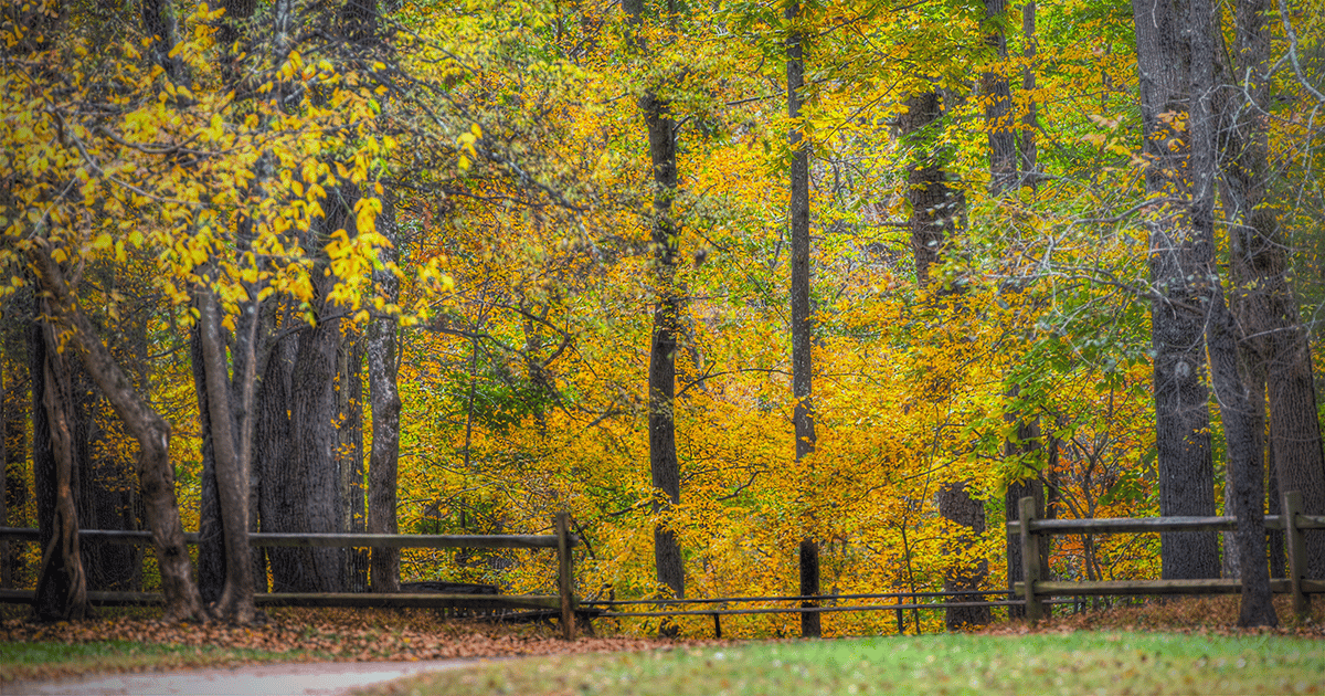 Fall trees at the Anne Springs Close Greenway