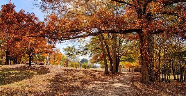 alt=Photo of red trees at the Anne Springs Close Greenway