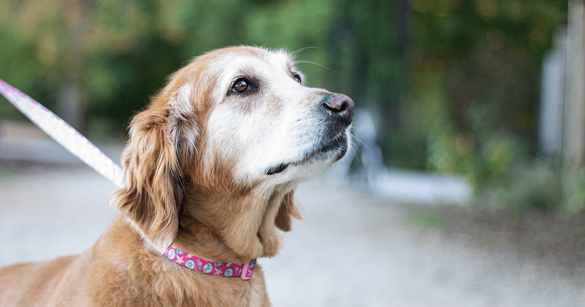 alt=Photo of leashed dog visiting the Anne Springs Close Greenway