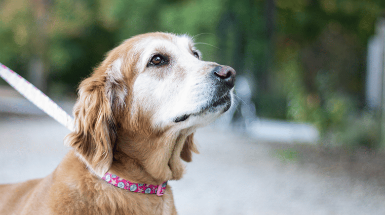Old sweet dog wears pink leash and collar at Anne Springs Close Greenway
