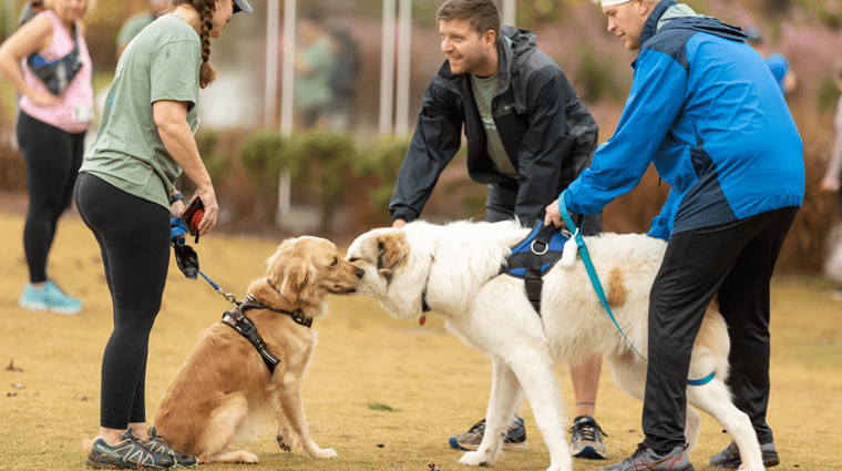 Golden retriever leashed on harness meets other leashed dog for a friendly sniff at Anne Springs Close Greenway