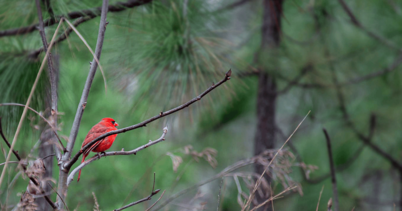 alt=Photo of a cardinal perched on a branch at the Anne Springs Close Greenway