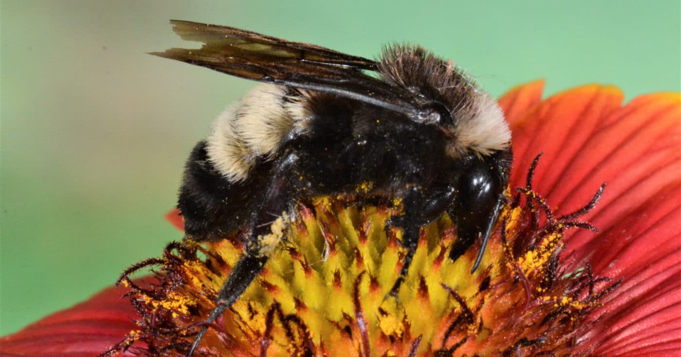 alt=Bombus Pensylvanicus on a flower