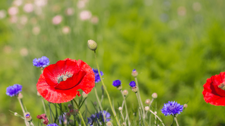 Red wildflower blooms among field of wildflowers at the Anne Springs Close Greenway