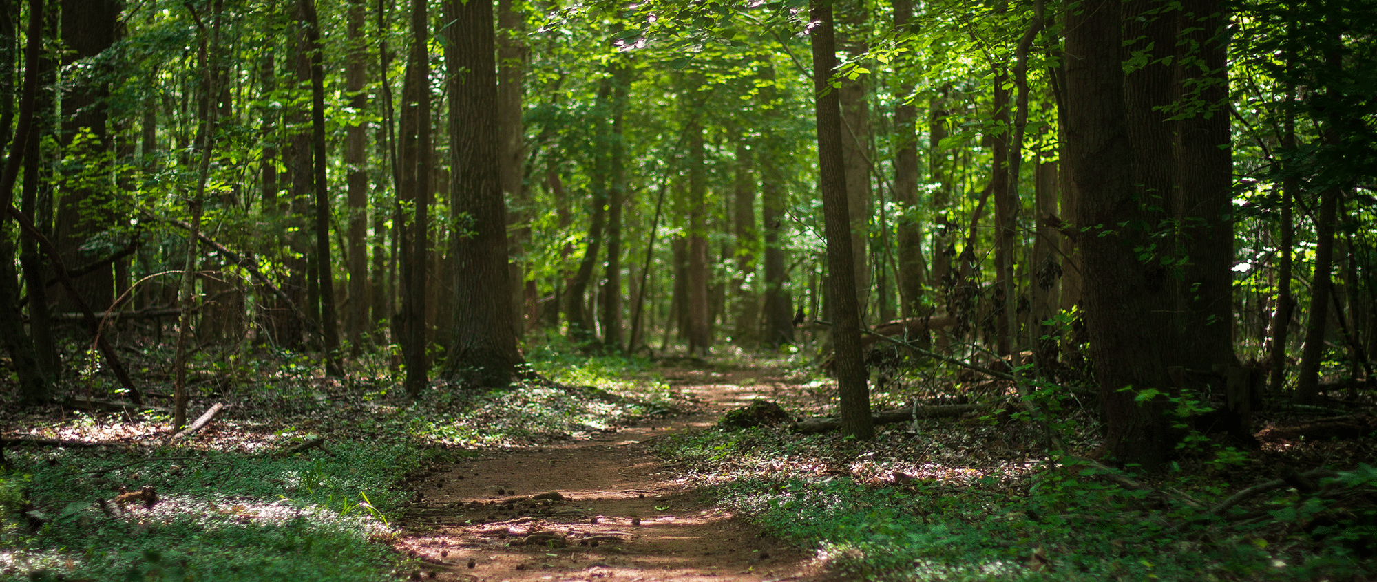 Phot of North Steele Creek Trail at the Anne Springs Close Greenway