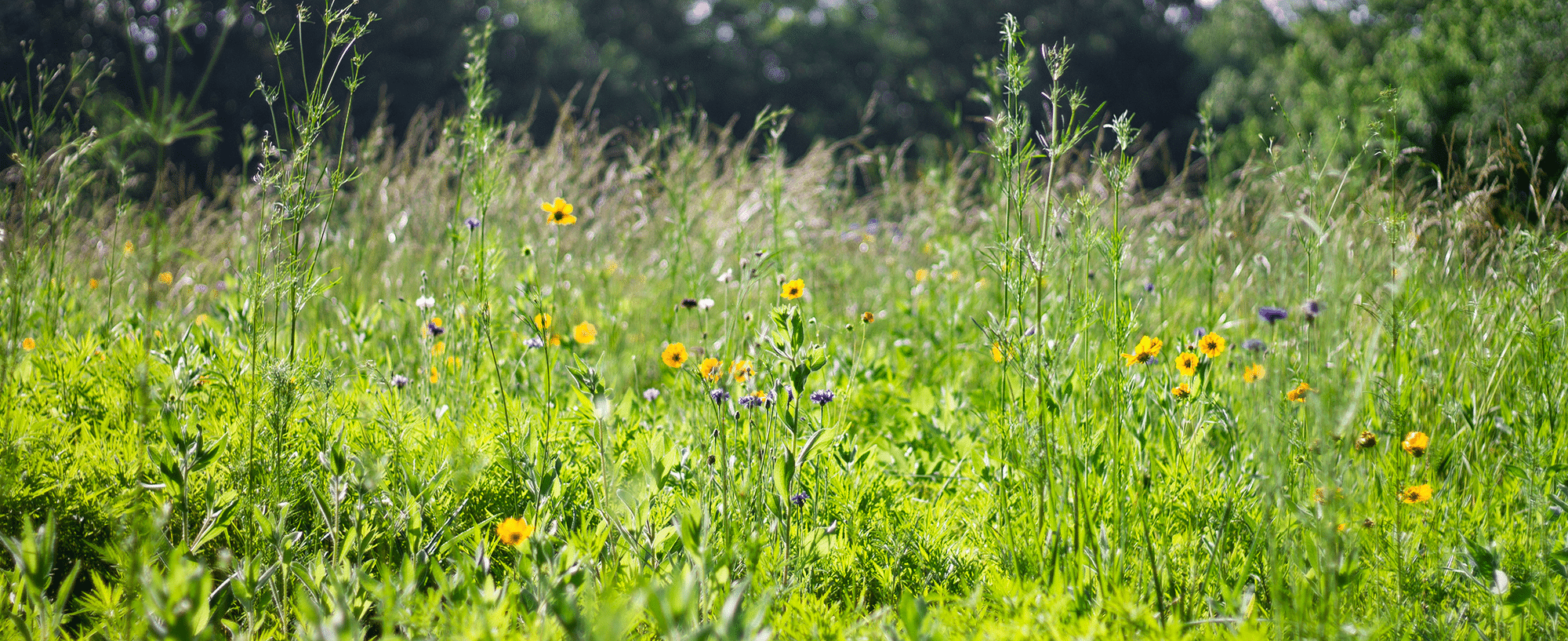 wildflowers grow near a pasture at the Anne Springs Close Greenway