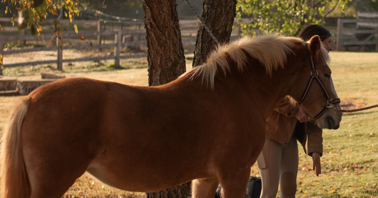 Horse 101 | Anne Springs Close Greenway