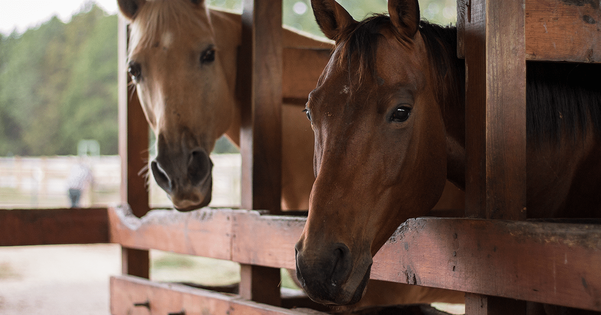 brown and palamino horses sticking heads through stalls at anne spings close greenway horse stables