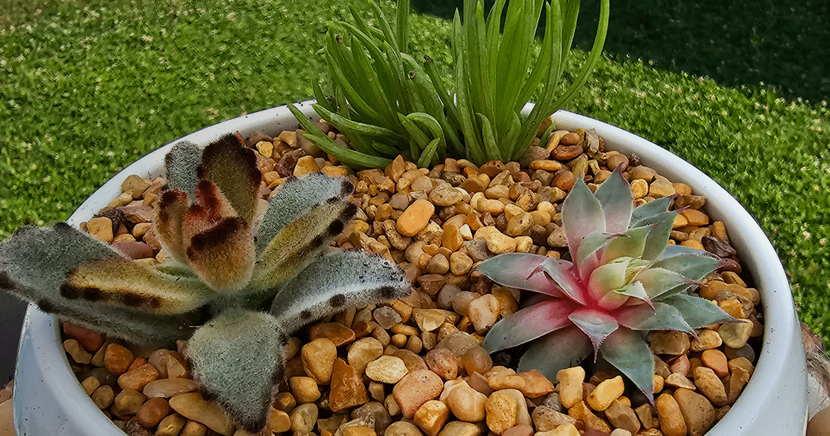 Succulent & Terrarium Workshop