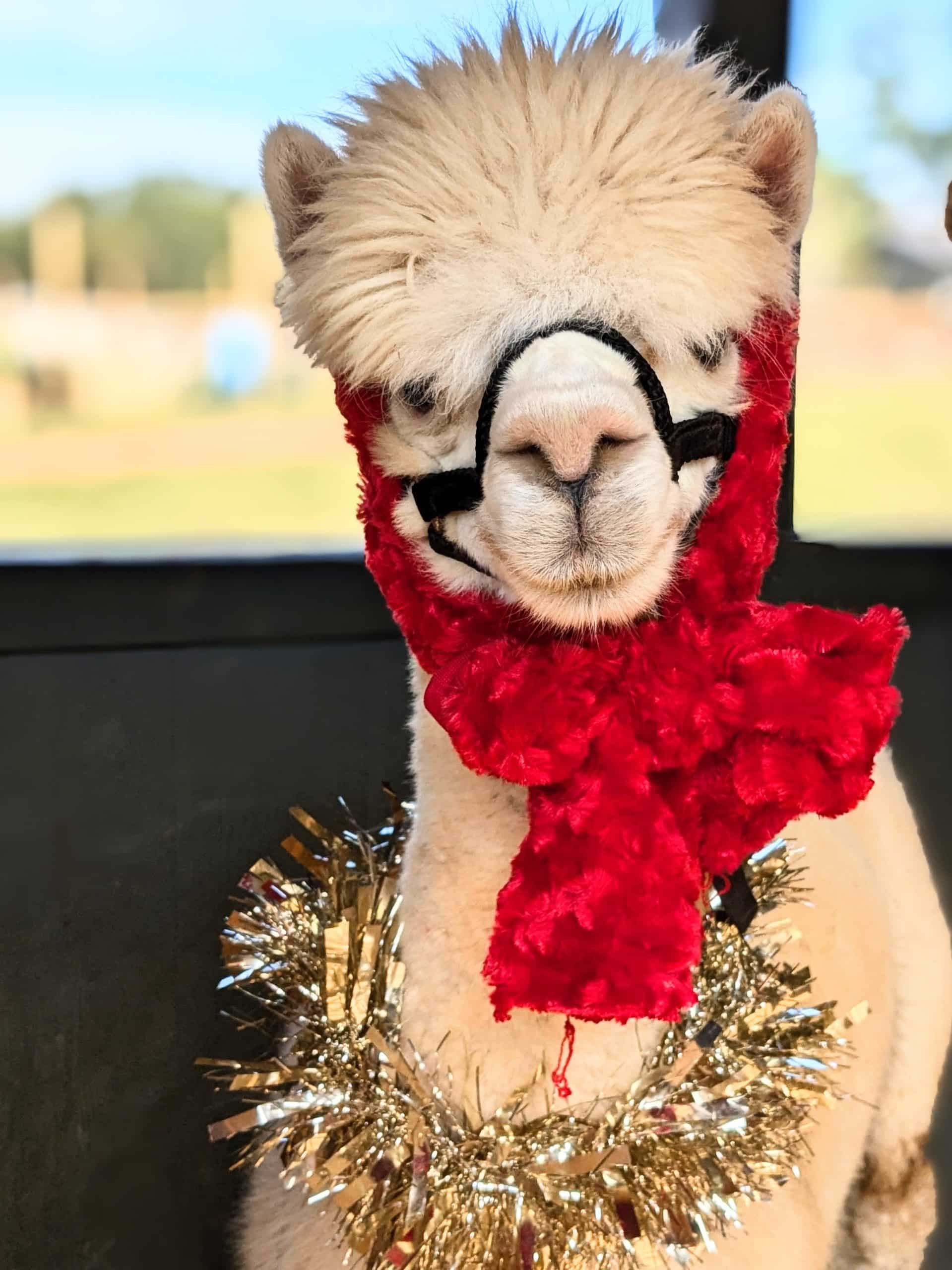 Festive Family Farm Day Alpaca Festive Family Farm Day Alpaca