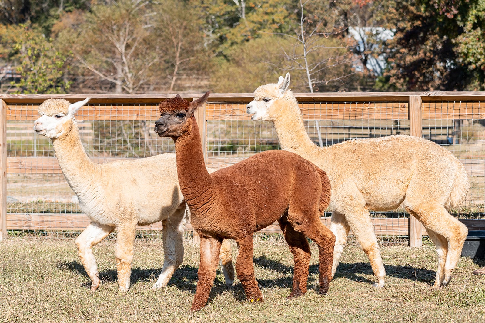 Alpacas at the Crandall Bowles Children's Farm