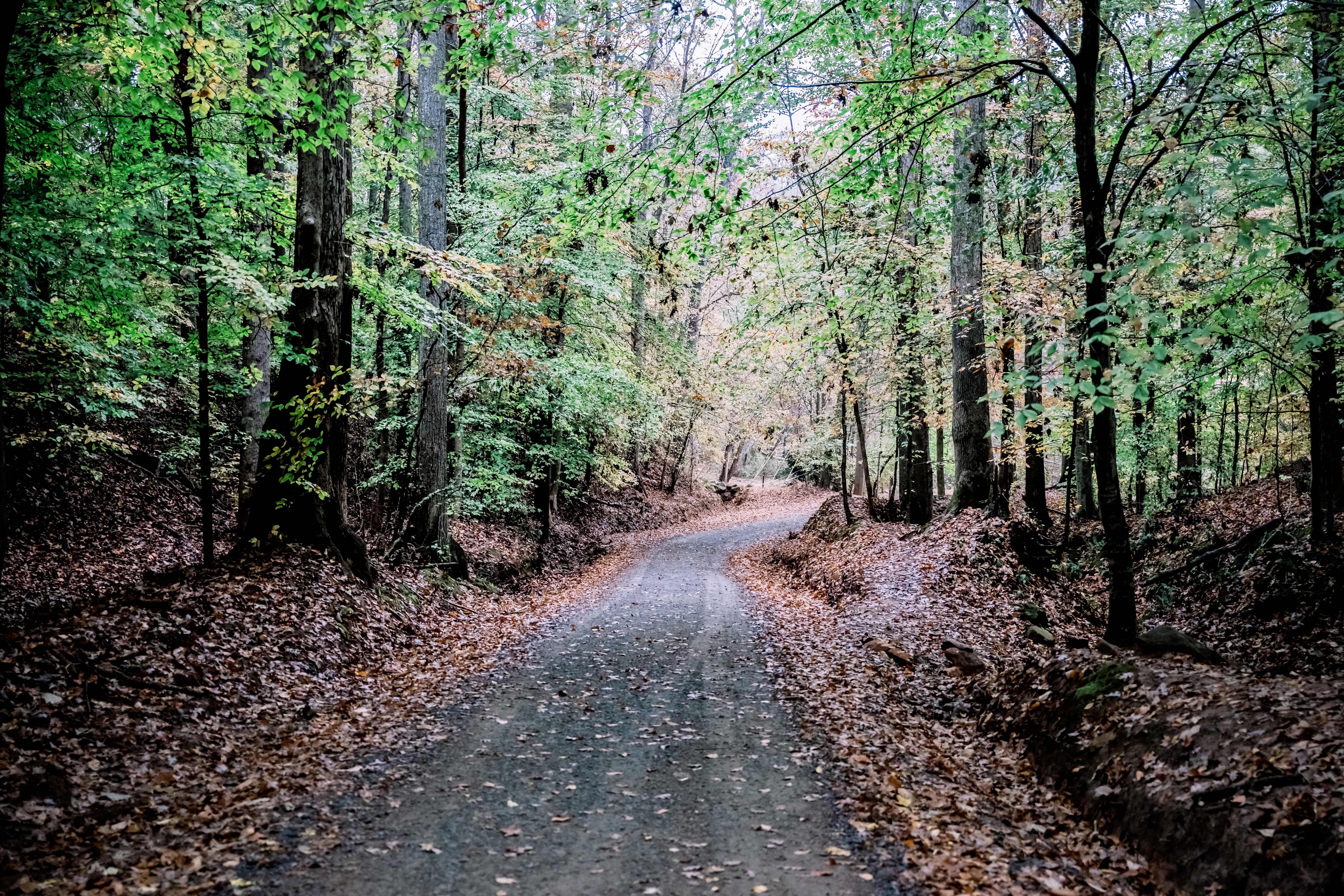 25ASCGreenwayTrailWalking2024 CarissaRogersPhotography 25ASCGreenwayTrailWalking2024 CarissaRogersPhotography
