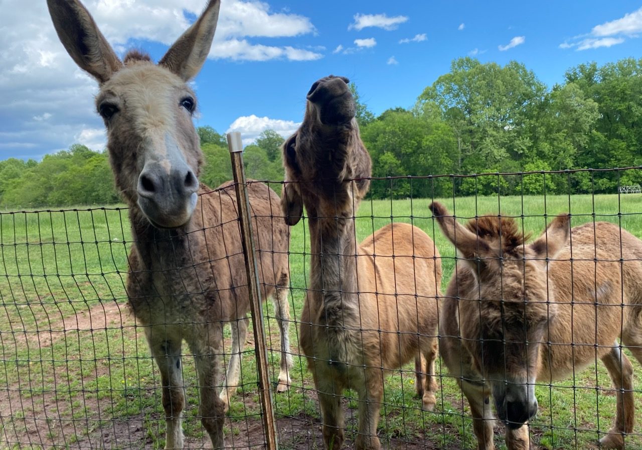 Photo of donkeys at the Anne Springs Close Greenway