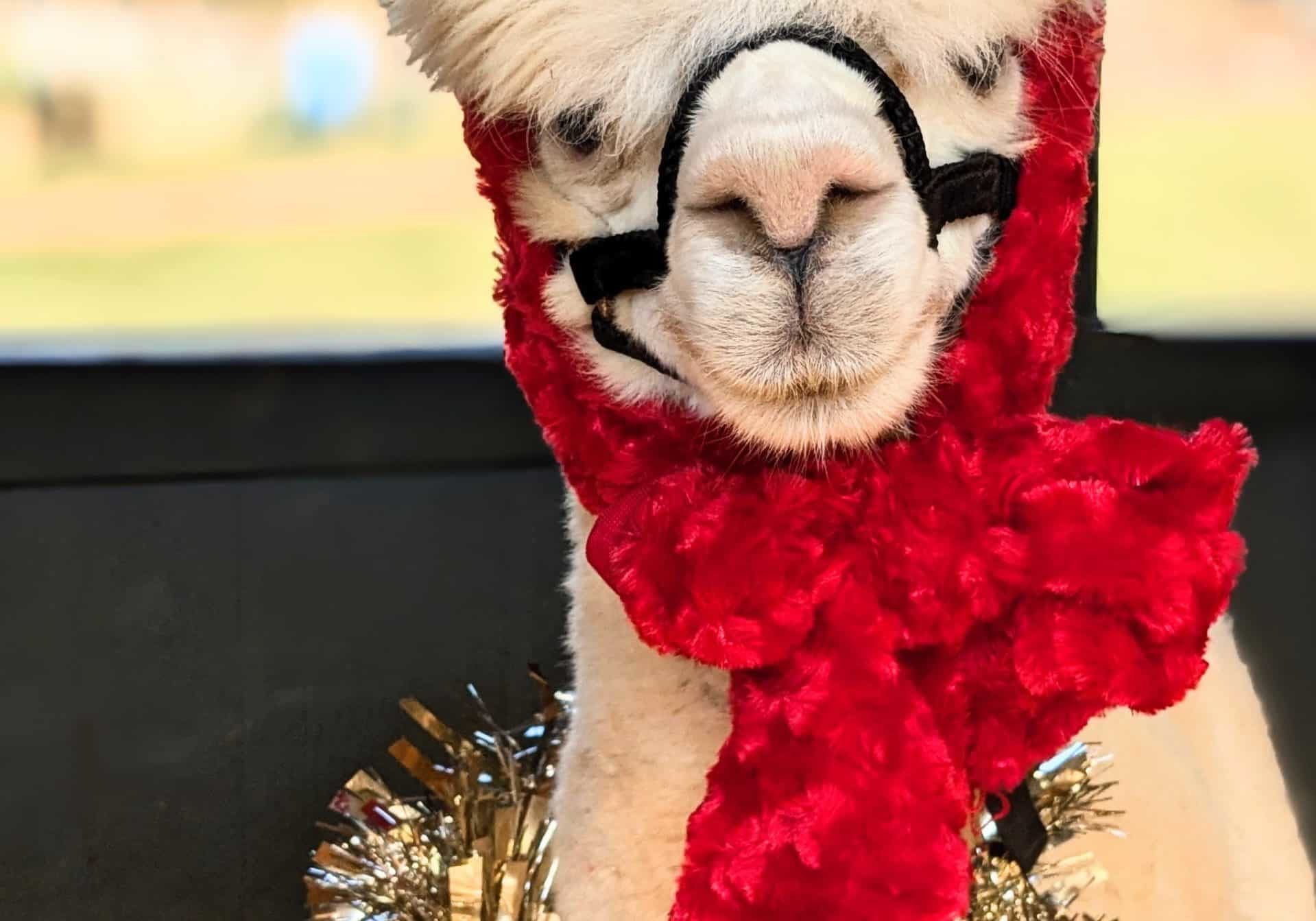 Festive Family Farm Day Alpaca