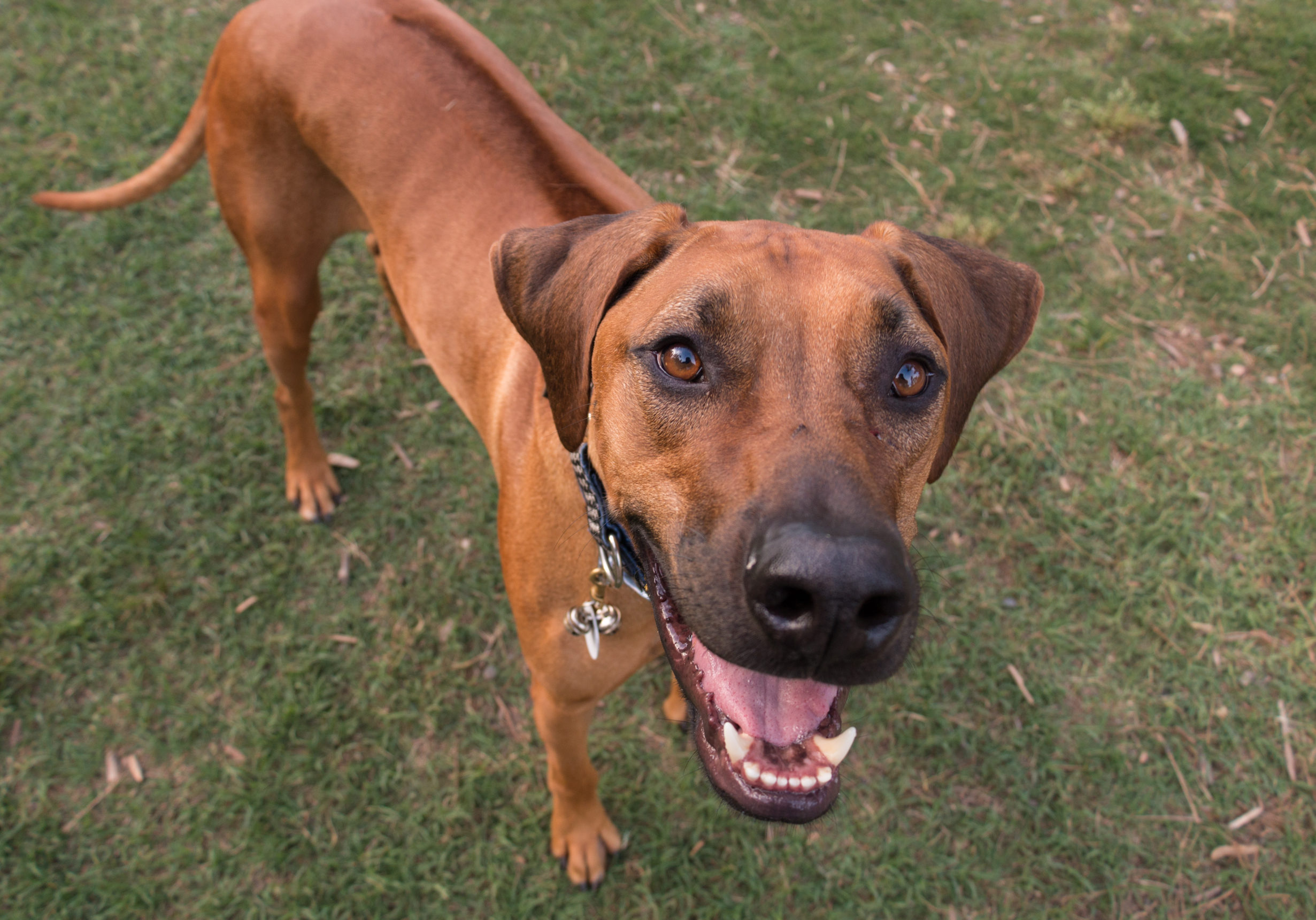 Yappy Hour Paul Nisely 18