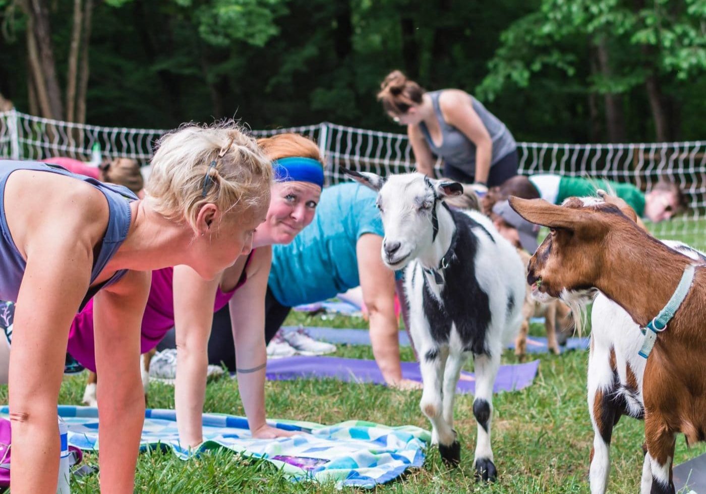 alt=Photo of guests participating in goat yoga at the Anne Springs Close Greenway