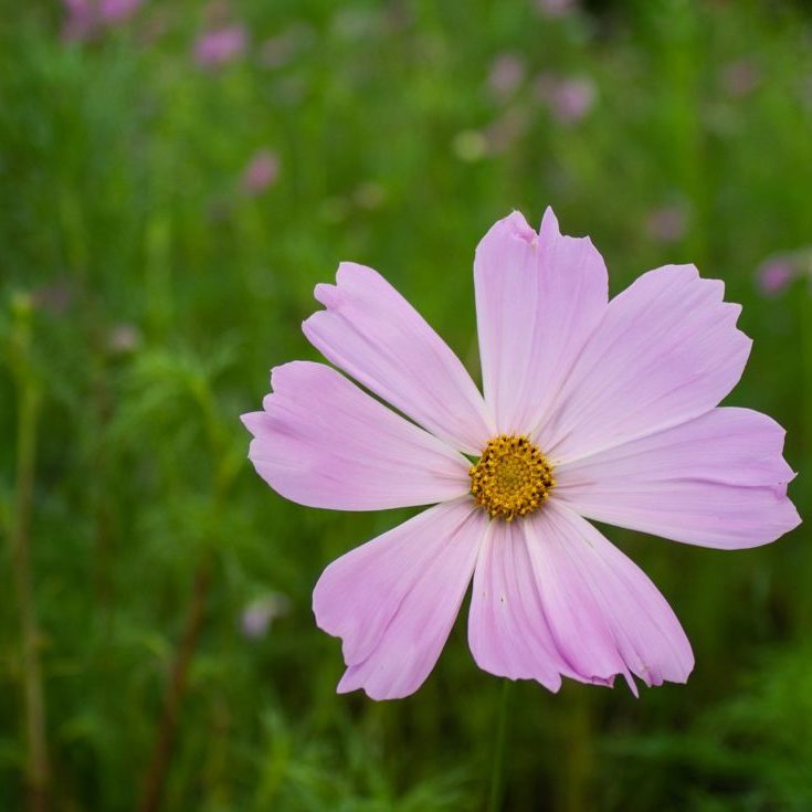 Spring Flower at Anne Springs Close Greenway